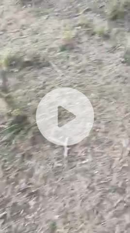 बासनी जोधराज गांव की गवसर भुमि में खेजड़ी के 40 पेड़ों को काट दीया हैं अभी कटाई चल रही हैं ग्राम पंचायत खारीया सौढा