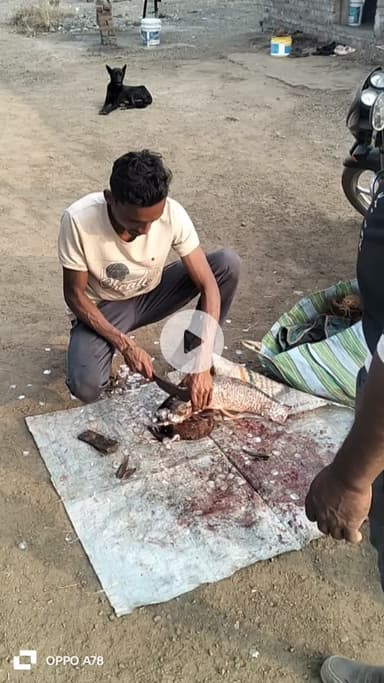 machli vlogs #mynewvlog