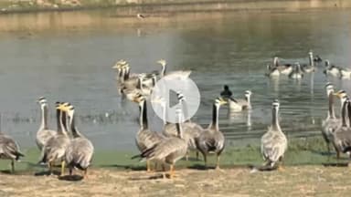 उचाना: नरवाना का कालवन बना विदेशी पक्षियों का ठिकाना