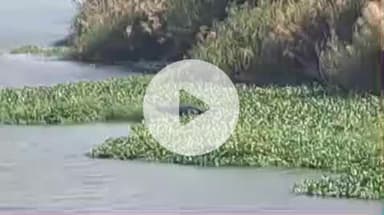 சிதம்பரம்: சிதம்பரம் அருகே கொள்ளிடம் ஆற்றில் ஓய்வெடுக்கும் ராட்சத முதலை