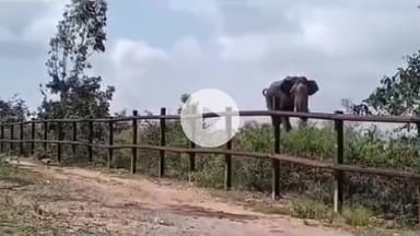 ಹೆಗ್ಗಡದೇವನಕೋಟೆ: ಅರಣ್ಯ ಇಲಾಖೆ ವಾಹನ ಚೇಸ್ ಮಾಡಿದ ಗಜರಾಜ: ವಿಡಿಯೋ ಎಲ್ಲೆಡೆ ವೈರಲ್