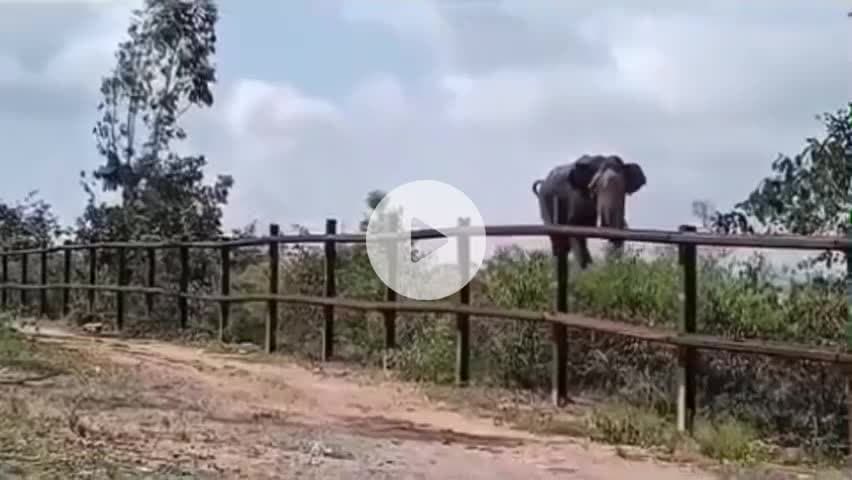 ಹೆಗ್ಗಡದೇವನಕೋಟೆ: ಅರಣ್ಯ ಇಲಾಖೆ ವಾಹನ ಚೇಸ್ ಮಾಡಿದ ಗಜರಾಜ: ವಿಡಿಯೋ ಎಲ್ಲೆಡೆ ವೈರಲ್