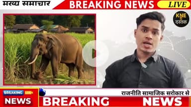 हाथियों ने ठाकुरगंज और दिघलबैंक के किसानों की नींदें उड़ा के रख दी है!