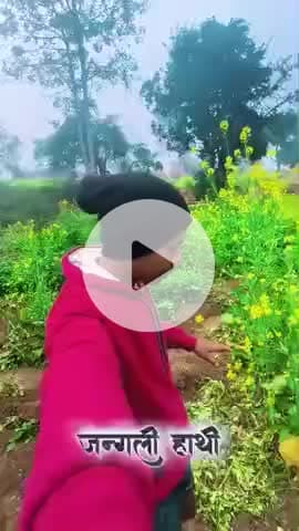 मुरमुटा गाँव में जंगली हाथियों का उत्पाद। किसान भाई का बोहोत नुकसान #हाथी #hathi #जंगलीजनवर #todaynews #news #ramgarh