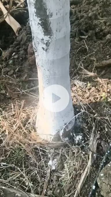 ಚನ್ನಗಿರಿ: ಮೆದಿಕೆರೆ ಗ್ರಾಮದಲ್ಲಿ ಒಂದೇ ಅಡಿಕೆ ಮರದಲ್ಲಿ ಎಂಟು ಸಸಿಗಳು; ಇದೊಂದು ವಿಶೇಷತೆ ಎಂದು ವಿಶ್ಲೇಷಣೆ