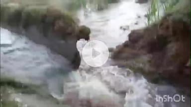 પાલનપુર: ભાભર ના સનેસડા વજાપુર માઇનોર બે કેનાલમાં ગાબડું પડતા ખેડૂતોના ખેતરોમાં પાણી ફરી વળ્યા