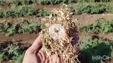 ખાંભા: નાનુડી ગામે ખેડૂત દ્વારા ચણાનું વાવેતર કરવામાં આવ્યું રોગ આવવાના કારણે ખેડૂતો પરેશાન થઈ હશે