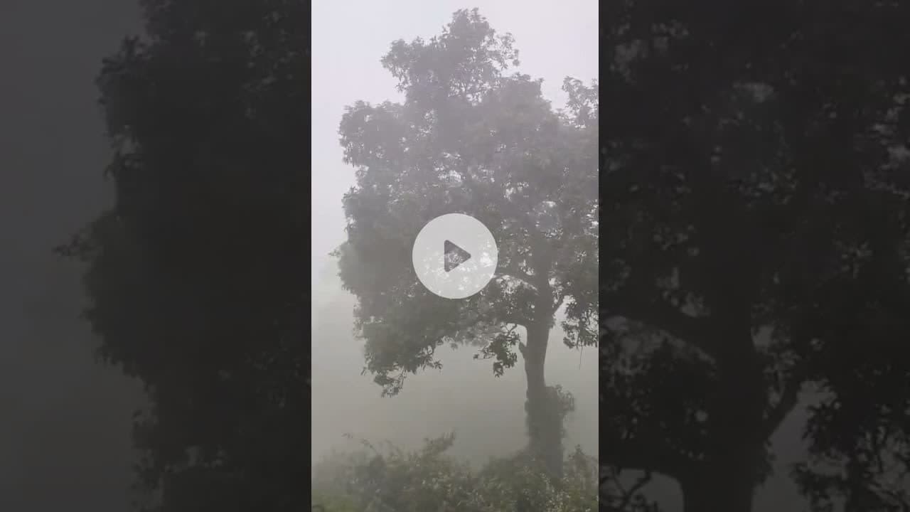 ठंड से ठिठुरा बिहार, किशनगंज बना मिनी दार्जिलिंग #coldwave #fog #biharweather