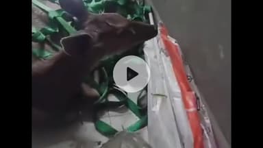 ਆਦਮਪੁਰ: ਆਦਮਪੁਰ ਦੇ ਰਿਹਾਇਸ਼ੀ ਇਲਾਕੇ ਵਿੱਚ ਆਇਆ ਸਾਂਬਰ