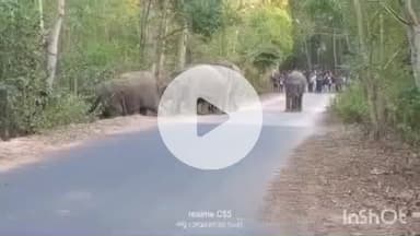 କେନ୍ଦୁଝର ସଦର: କଣ୍ଟିଆପଡା ଜଙ୍ଗଲ ରୁ ବାହାରିଲେ ହାତୀ ପଲ ହାତୀ ପଲ ଙ୍କୁ ନେଇ ଆଖପାଖ ଅଞ୍ଚଳରେ ଭୟର ବାତାବରଣ