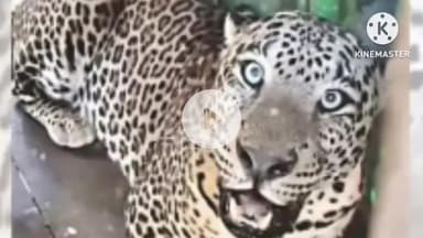 सिन्नर: नायगाव : बिबट्याकडून वासरावर हल्ला