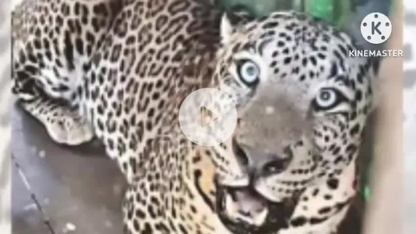 सिन्नर: नायगाव : बिबट्याकडून वासरावर हल्ला