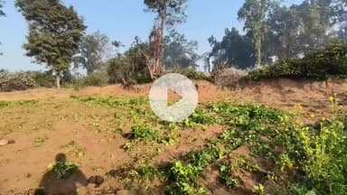 मुरमुटा गाँव में आज फिर से जंगली हाथियों का आगमन किसानों का भारी संख्या में नुकसान #हाथी