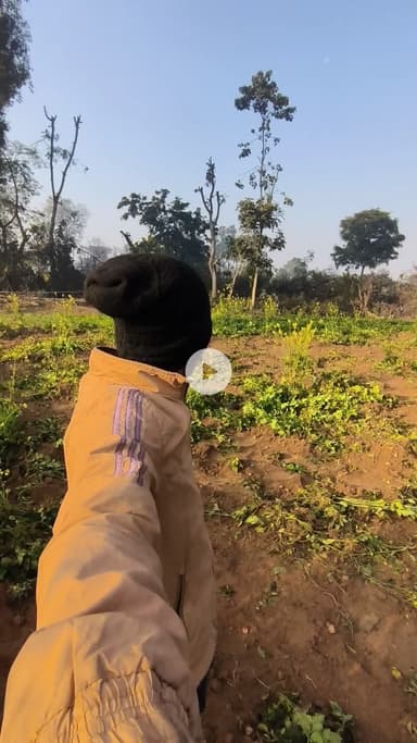 मुरमुटा गाँव में आज फिर से जंगली हाथियों का आगमन ओर भारी संख्या में किसानों का नुकसान #हाथी #jangalihathi