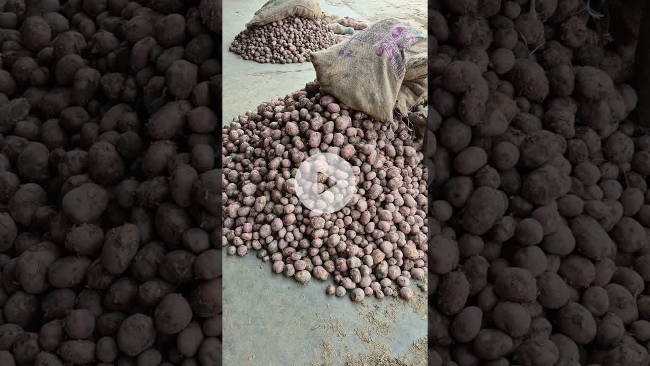 आज आलू के भाव में आया उछाल कानपुर मंडी में #aalukabhav #potato #farming