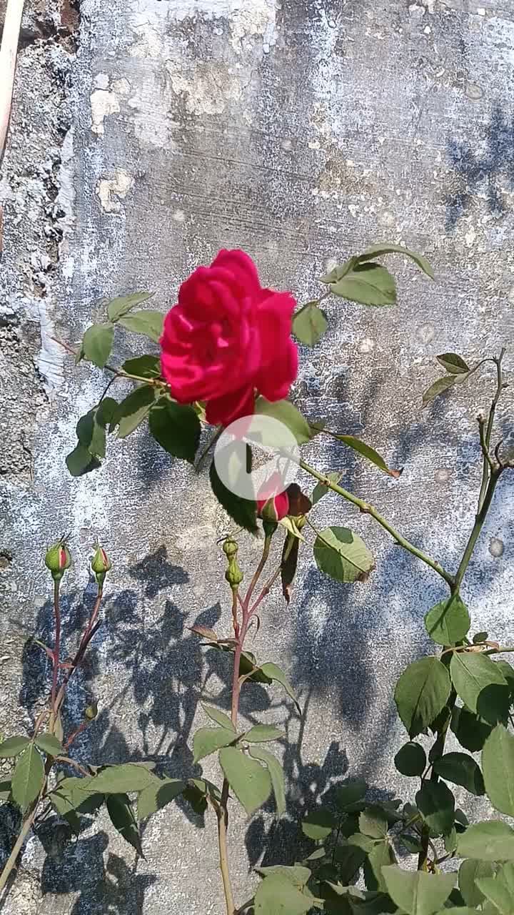 aaj ka Shubh vichar ek gulab Prabhu Shri ke liye, Harish kushvaha jila Vidisha Madhya Pradesh Shri Ram har har Mahadev ,