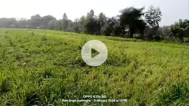 bharva Sumerpur mein rimjhim factory ke bagal ke khet ko Gauri Ne chara#bharua #sumerpur #hameerpur@kushwaha_news