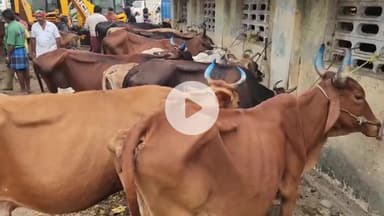 போளூர்: கேளூர் பகுதியில் இரண்டு கோடியை கடந்த மாட்டுச் சந்தை வியாபாரம் மகிழ்ச்சியில் வியாபாரிகள் மற்றும் விவசாயிகள்