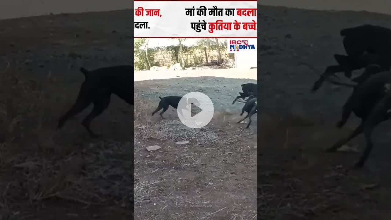 मां की मौT का बदला! कुतिया के बच्चों ने नाग को उतारा मौत के घाट | #vidisha #viralvideo #dogs #snake