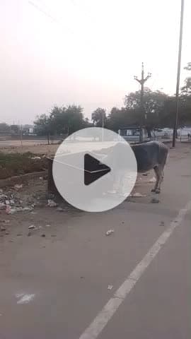 गाय माता को दूध पिके छोड़ देते हैं लोग रोड पर कुंडा खाती है इसलिए गाय को रोड पर ना छोड़े❤️❤️❤️❤️❤️❤️❤️❤️❤️❤️❤️❤️❤️❤️❤️❤️
