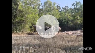 କେନ୍ଦୁଝର ସଦର: ପାଟଣା ରେଞ୍ଜ ଚାମୁଣ୍ଡା ପାଳ ରେ ହାତୀ ପଲକୁ ନଜର ରଖିଛି ବନ ବିଭାଗ