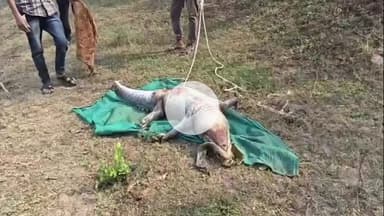 પાદરા: એક સાથે ત્રણ મગર ના શંકાસ્પદ મોત થી ફફડાટ