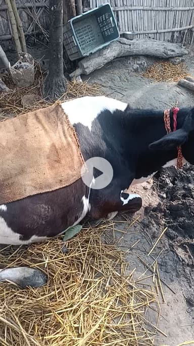 पशुपालन ग्वालपाड़ा प्रखंड सुखासन पंचायत मधेपुरा बिहार #2026#videos #viral#ManishBihari3059@manish01063