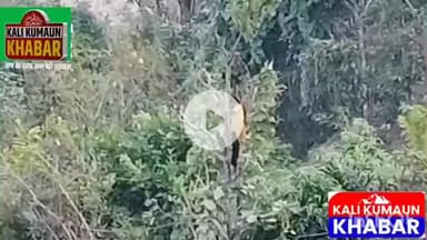 जान हथेली में रख ऊंचे पेड़ों से घास काटने को मजबूर लोहाघाट के सीमांत क्षेत्र की महिलाएं नहीं मिल रहा घसियारी योजना का ला