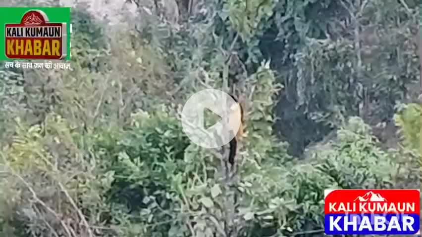 जान हथेली में रख ऊंचे पेड़ों से घास काटने को मजबूर लोहाघाट के सीमांत क्षेत्र की महिलाएं नहीं मिल रहा घसियारी योजना का ला