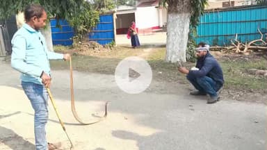 40 साल पुराना बहुत ही विशाल सांप 🐍 को कैसे पकड़ा।। #snake #snakenews #snakevideo #shortsfeed #shorts