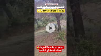 तेंदुए ने किया बैल पर हमला, संघर्ष में हुई बैल की जीत। #reels #tenduaa #shortvideos #trending