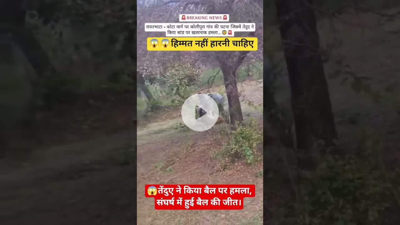 तेंदुए ने किया बैल पर हमला, संघर्ष में हुई बैल की जीत। #reels #tenduaa #shortvideos #trending