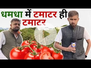 #Dhamdha में टमाटर ही टमाटर( टमाटर का रेट क्यों बढ़ता है )|Pranjal|