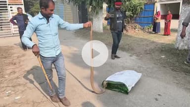 बाल बाल बचा इस विशाल सांप 🐍 से।। #snakeviralvideo #snarayan #snakerescue #snake