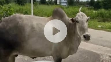 ಆಲೂರು: ಭಕ್ತಿ ಭಾವದ ಬೆಸುಗೆಯಾಗಿದ್ದ ದೇವರ ಬಸುವ ಇನ್ನಿಲ್ಲ ಗಂಜಿಗೆರೆ ಗ್ರಾಮದಲ್ಲಿ ಶೋಕದ ಮೌನ