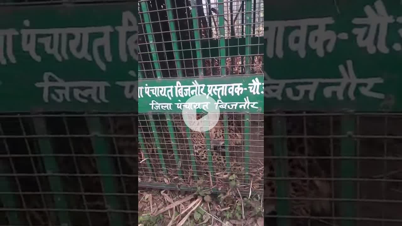 बिजनौर मंडावर के गांव खानपुर माघो  में पिंजरे में कैद हुआ गुलदार #bijnornews #guldar #guldar_attack