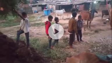 વાઘોડિયા: વાઘોડીયા તાલુકામાં દીપડા નો આતંક