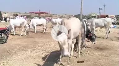 ತಿಕೋಟಾ: ನಗರ ಹೊರಭಾಗದ ತೊರವಿ ಬಳಿಯ ಜಾನುವಾರ ಜಾತ್ರೆಗೆ ಡಿಸಿ ಡಾ.ಆನಂದ ಕೆ ಭೇಟಿ ಪರಿಶೀಲನೆ