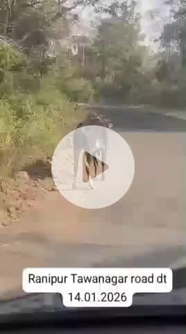 तवानगर सड़क पर वन के खतरनाक जानवर