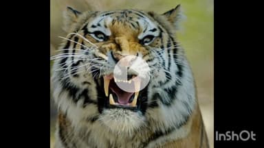 नागभिर: वाघाच्या हल्ल्यात शेतकऱ्याचा मृत्यू, ईरव्हा टेकडी येथील घटना