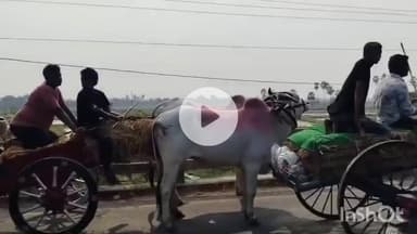 వేలేరు: వేలేరు నుండి కొత్తకొండ వీరభద్ర స్వామి బ్రహ్మోత్సవాలకు బయలుదేరిన ఎడ్లబండ్లు