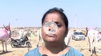 ತಿಕೋಟಾ: ಜಾನುವಾರ ಜಾತ್ರೆಯಲ್ಲಿ ಜಾನುವಾರಗಳಿಗೆ ಯಾವುದೇ ರೋಗ ಬಂದಿಲ್ಲ : ತೊರವಿಯಲ್ಲಿ ಡಾ ಸುಜಾತಾ ಪಾಟೀಲ