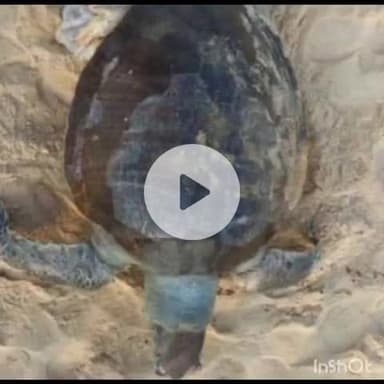 ಅಂಕೋಲ: ಬೆಳಂಬಾರ ಕಡಲ ತೀರದಲ್ಲಿ ಆಮೆಯ ಕಳೇಬರ ಪತ್ತೆ