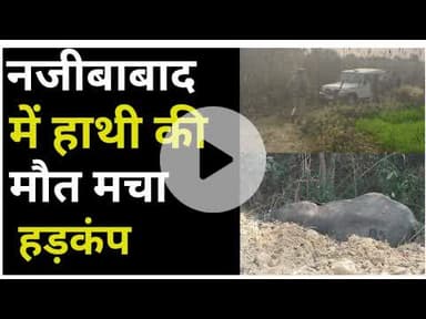 Bijnor news नजीबाबाद में हाथी की संदिग्ध परिस्थितियों में हुई मौ*त। #Bijnorews #uppolice #vanvibhag