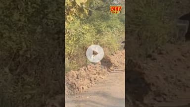 तवानगर रोड बंजारी माई के पास बाघ और गाय आमने सामने, वीडियो #highlights #news #breakingnews #satpuda