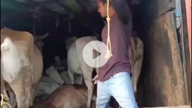 राळेगाव: कतलीकरिता जाणाऱ्या 28 गोवंशीय बैलाची सुटका 29 लाख दहा हजारांचा मुद्देमाल जप्त देवधरी घाटात वडकी पोलिसांची कारवाई