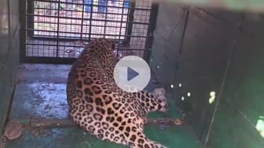 ಕೊರಟಗೆರೆ: ಕೊರಟಗೆರೆಯಲ್ಲಿ ಬೋನಿಗೆ ಬಿದ್ದ ಚಿರತೆ ಮರಿ