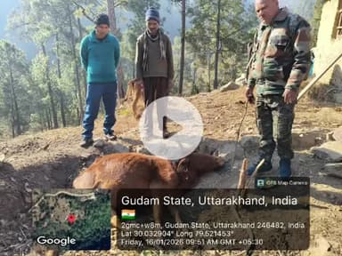 थराली: तलवाड़ी क्षेत्र में गुलदार ने बैल को बनाया निवाला, क्षेत्र में दहशत का माहौल