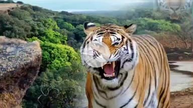 केळापूर: वाघ आला रे वाघ आला वाघाच्या हल्ल्यात गाईचे वासरू ठार मोहदरी येथील घटना