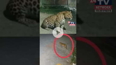 Breaking News: टपूकड़ा में चौथे दिन भी तेंदुआ नहीं पकड़ा गया। #shorts #bhiwadi #viral #khairthal